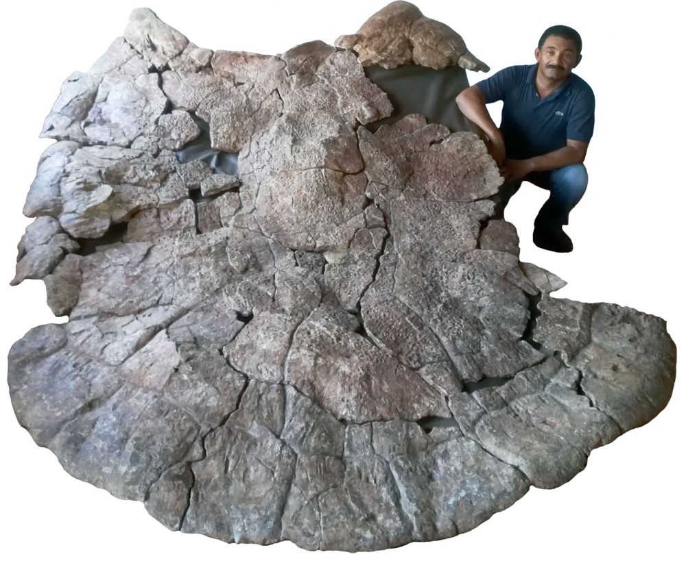 Venezuelan Palaeontologist Rodolfo Sánchez and a male carapace of Stupendemys geographicus, from Venezuela, found in 8 million years old deposits. Image Credit: Jorge Carrillo / University of Zurich.