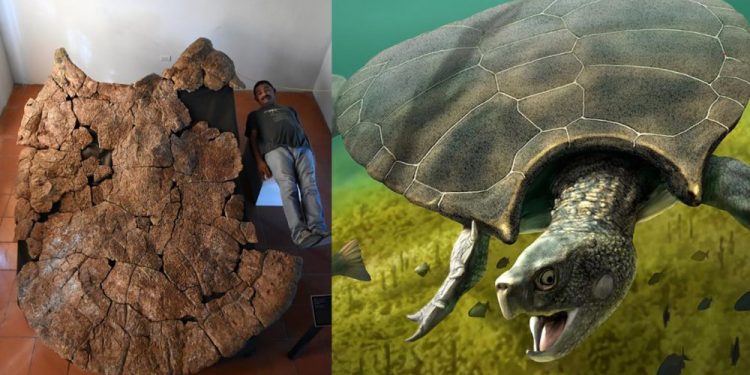 An image showing Venezuelan Palaeontologist Rodolfo Sanchez and a male carapace of the massive turtle species dubbed Stupendemys geographicus, and an artists rendering of what the turtle may have looked like. Image Credit: University of Zurich/Edwin Caden.