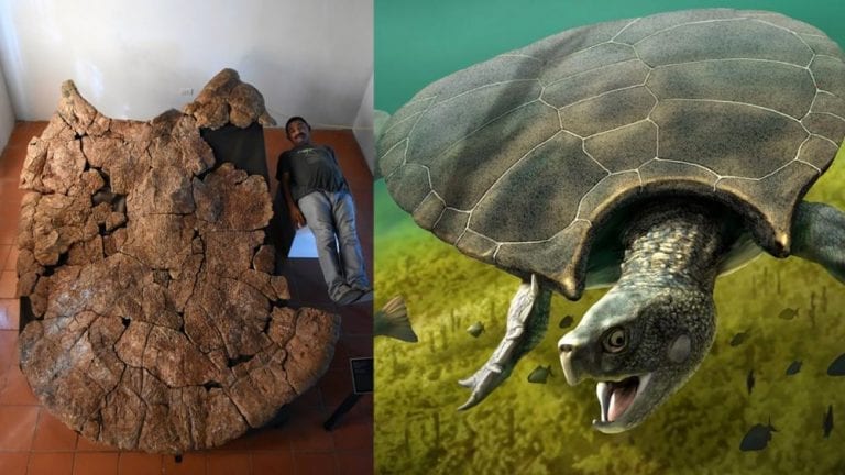 meet-stupendemys-geographicus-the-largest-turtle-to-ever-live-on-earth