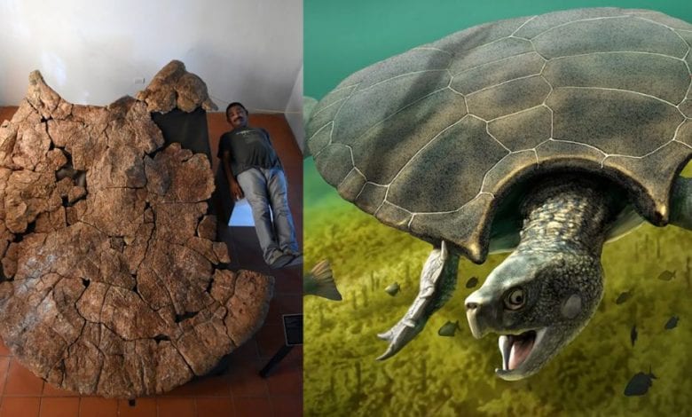 An image showing Venezuelan Palaeontologist Rodolfo Sanchez and a male carapace of the massive turtle species dubbed Stupendemys geographicus, and an artists rendering of what the turtle may have looked like. Image Credit: University of Zurich/Edwin Caden.