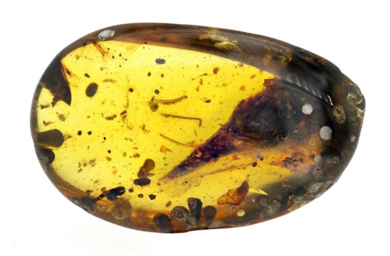 feathered dinosaur in amber