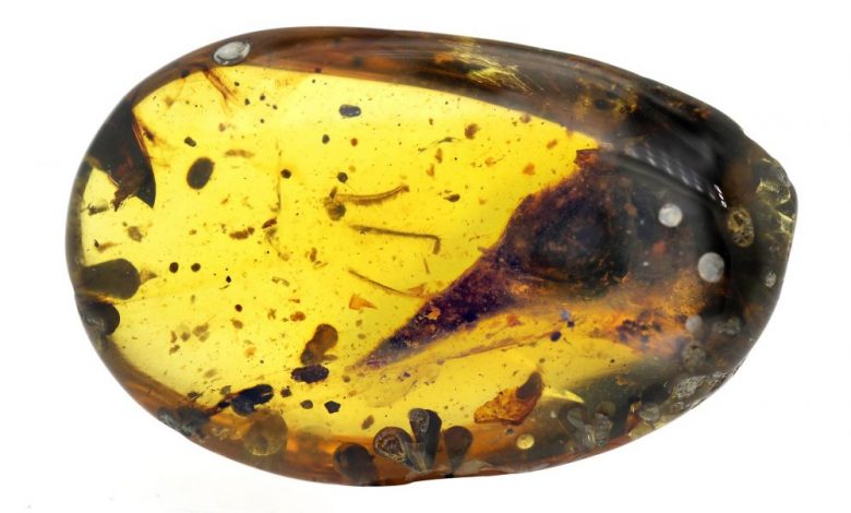 A 100-million-year-old dinosaur preserved in Amber. Image Credit: Lida Xing.