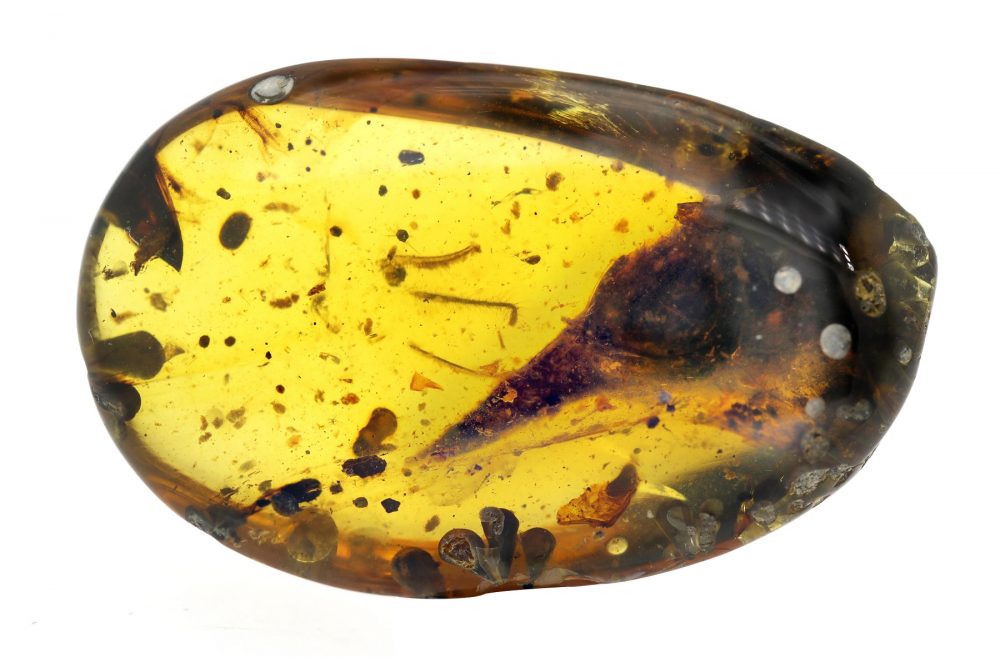 A 100-million-year-old dinosaur preserved in Amber. Image Credit: Lida Xing.
