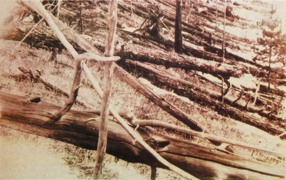 A photograph from Kulik's 1929 expedition taken near the Hushmo River showing the many trees affected by the so-called Tunguska Event. Image Credit: Wikimedia Commons / Public Domain.