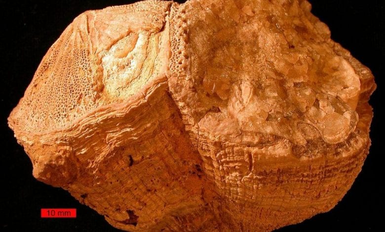 An image showing the Fossil rudist bivalves (Vaccinites) from the Al-Hajar Mountains. Image Credit: Paleoceanography and Paleoclimatology.