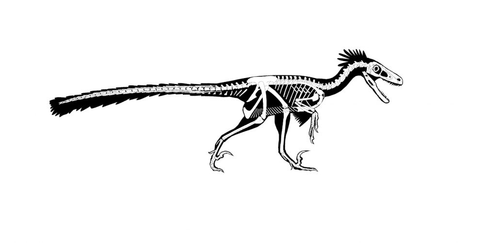 hesperonychus skeleton