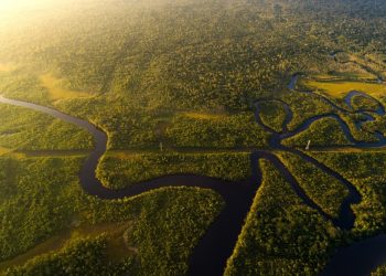 An aerial view of the Amazonian Rainforest. Shutterstock.