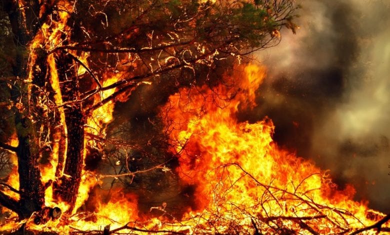 An image of a tree burning in a forest fire. Shutterstock.