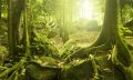 A photograph of a forest that was likely similar to the one that existed in Antarctica in the distant past. Depositphotos.
