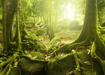 A photograph of a forest that was likely similar to the one that existed in Antarctica in the distant past. Depositphotos.