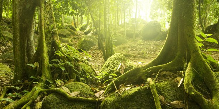 A photograph of a forest that was likely similar to the one that existed in Antarctica in the distant past. Depositphotos.