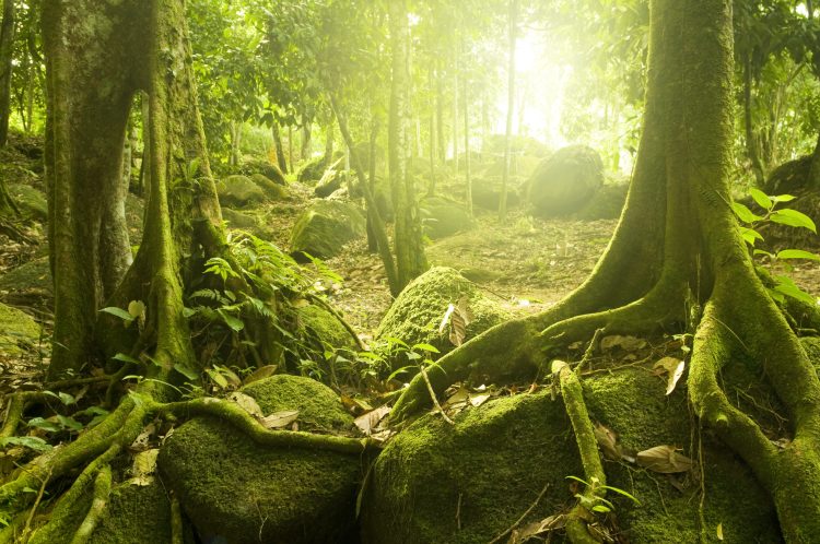 A photograph of a forest that was likely similar to the one that existed in Antarctica in the distant past. Depositphotos.