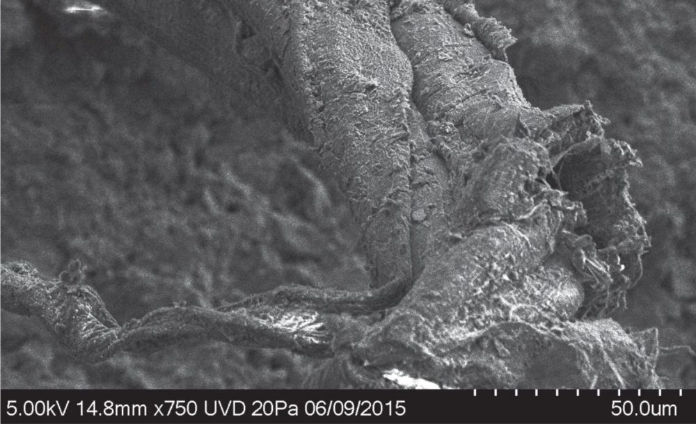 SEM photo of various fibers displaying a Z twist on a Neanderthal artifact dubbed L6 791. Image Credit: Nature.