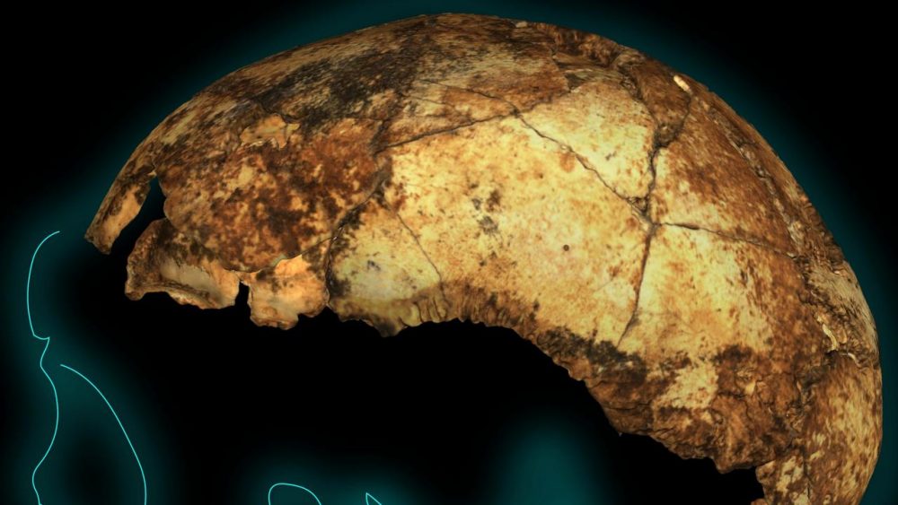 The reconstructed skull of DNH 134. Image Credit: Andy Herries, Jesse Martin and Renaud Joannes-Boya.