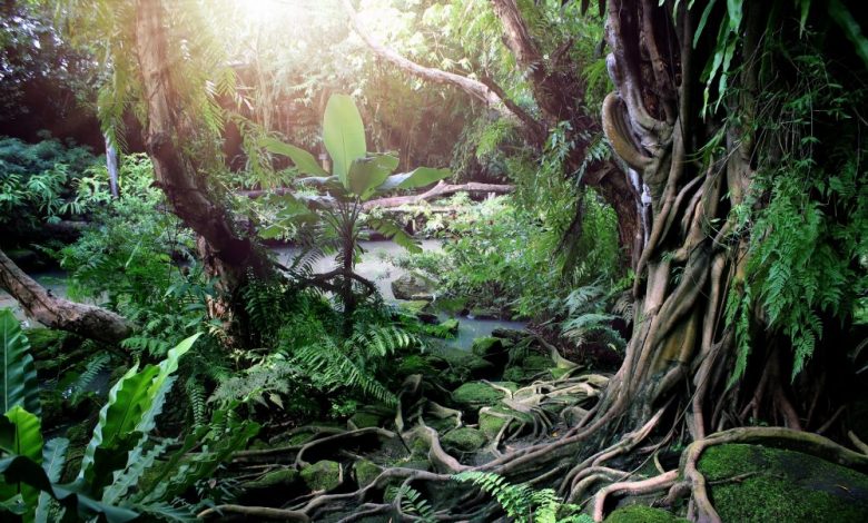 An image of a tropical forest. Antarctica may have looked like this more than 90 million years ago. Shutterstock.