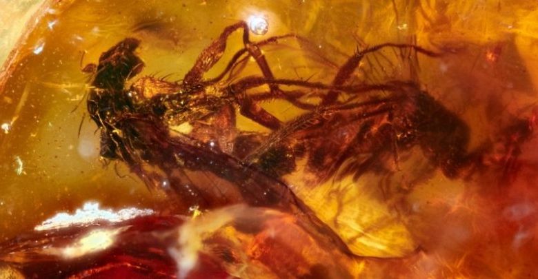 Two mating insects trapped in Amber 41 million years ago. Image Credit: Jeffrey Stilwell.
