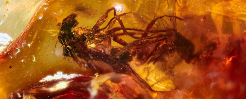 Two mating insects trapped in Amber 41 million years ago. Image Credit: Jeffrey Stilwell.