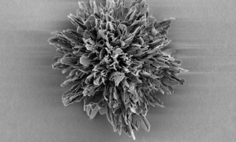 An image of the most complex synthetic microparticle in the world, made from curved gold-cysteine nanosheets. Image Credit: Wenfeng Jiang, Kotov Lab, University of Michigan.