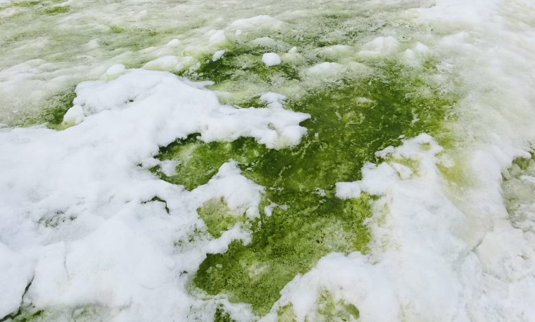 An image showing Green snow algae, Rothera Point, Antarctica. Image Credit: Matt Davey.,
