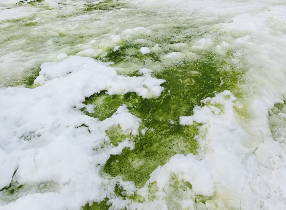 An image showing Green snow algae, Rothera Point, Antarctica. Image Credit: Matt Davey.,