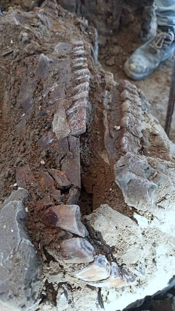 Archaeologists uncovered the fossils of Mammoths, but also remains of other animals and even human bones. Image Credit: Facebook / Vagando con Mafedien.
