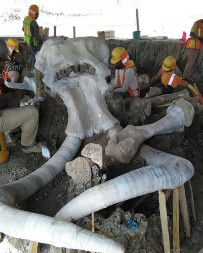 The mammoth bones excavated in Mexico belong to a genus called the Columbian mammoth. Facebook / Vagando con Mafedien.