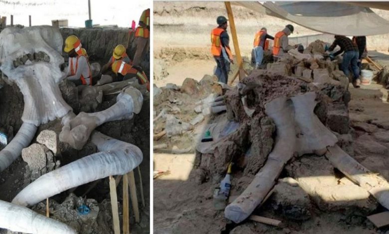 An image showing the mammoth bones that were discovered in Mexico. Image Credit: Vagando con Mafedien / Facebook.