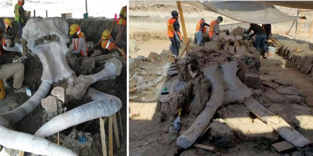 An image showing the mammoth bones that were discovered in Mexico. Image Credit: Vagando con Mafedien / Facebook.
