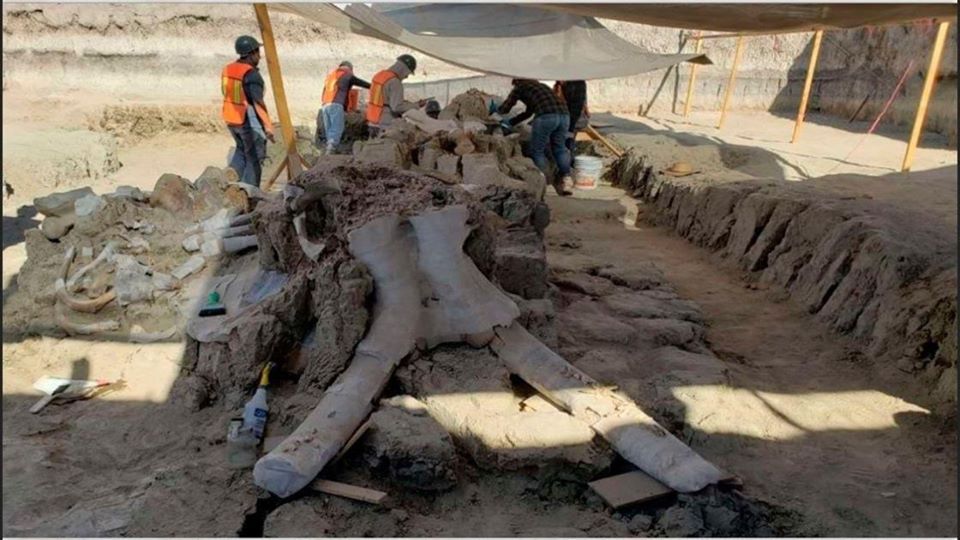  Archaeologists unearth the bones of a Columbian mammoth in Jalal-Abad, Kyrgyzstan.