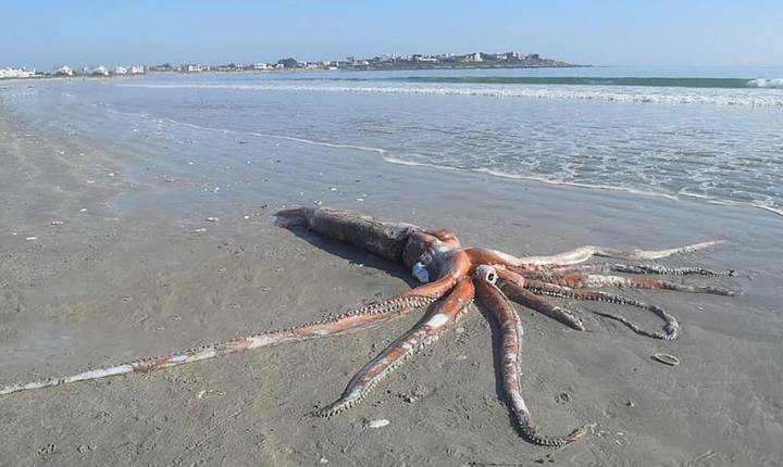 An image of the giant Squid found stranded on a beach in South Africa.