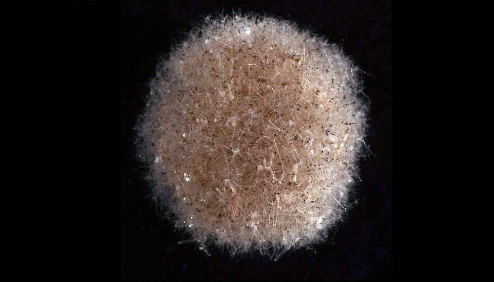 This is a close-up image of a specimen of Abyssalia, a new genus of sponges. Image Credit: Slim Chraiti, University of Geneva.