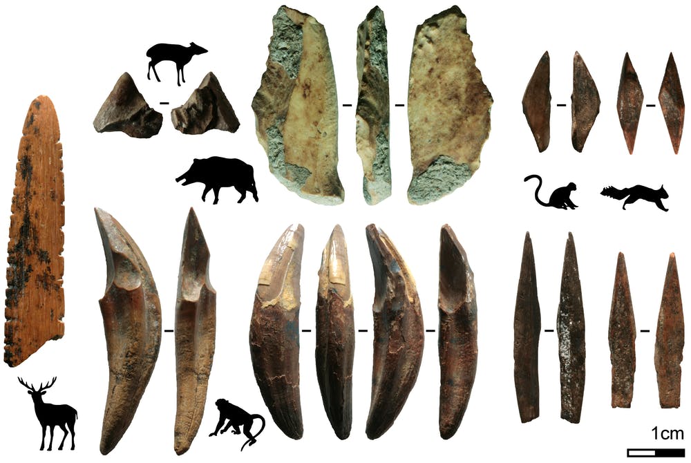 Burada, Sri Lanka'daki Fa-Hien Lena mağarasından çıkarılan daha küçük memelilerden kemik ve dişlerden yapılmış çeşitli aletler var.  Resim Kredisi: MC Langley.