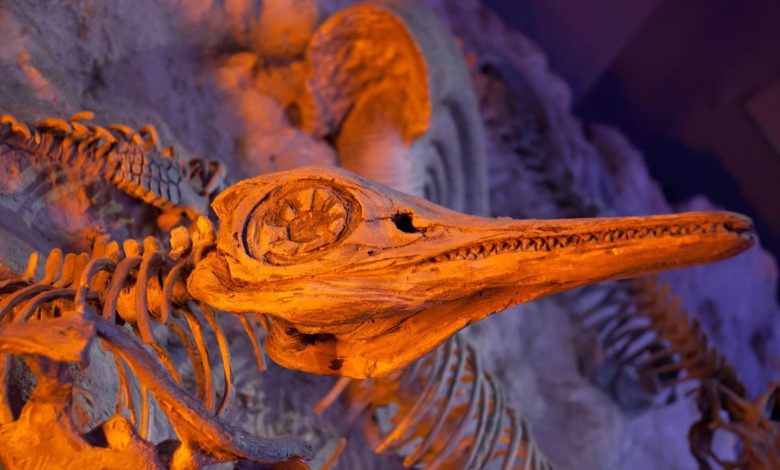 An image of a fossilized animal. Jumpstory.