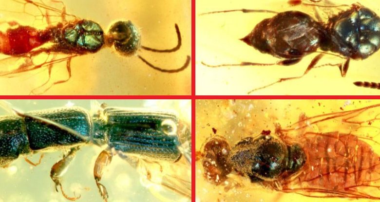 An image of some of the insects that were trapped in Amber for around 99 million years. Image Credit: Cai et al., PRSB, 2020).