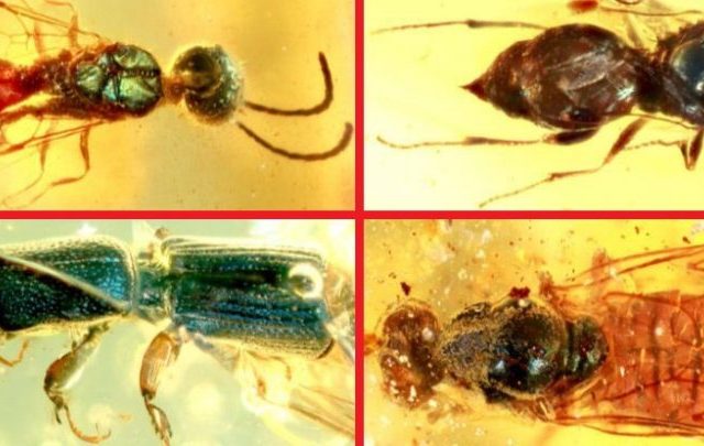 An image of some of the insects that were trapped in Amber for around 99 million years. Image Credit: Cai et al., PRSB, 2020).