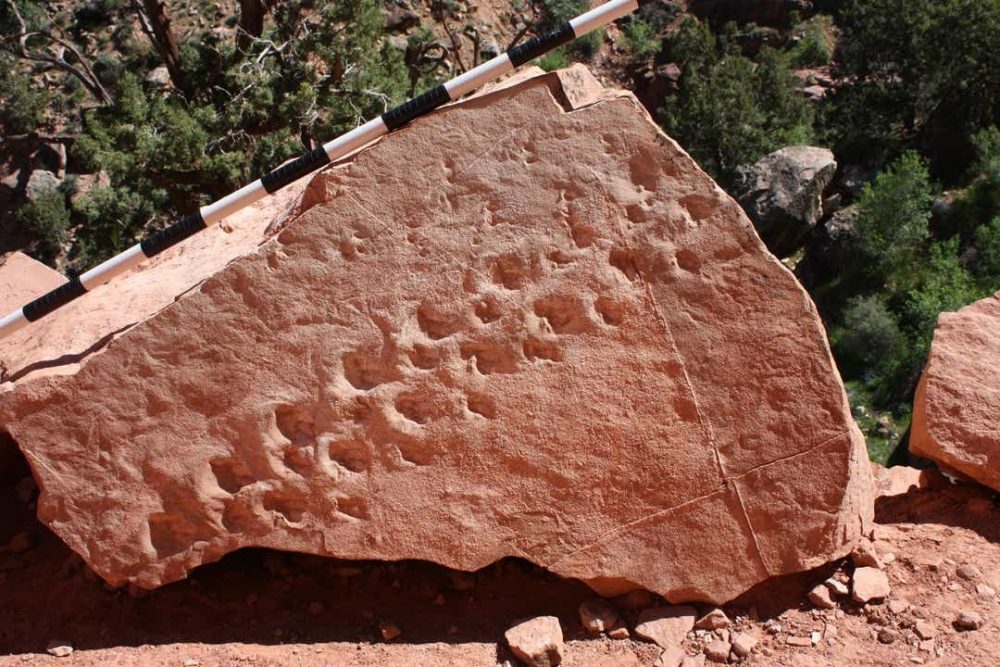 An image of the boulder with the fossilized footprints. Image Credit: Steve Rowland.