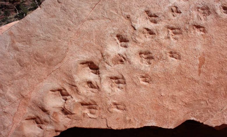 An image of what scientists believe are the oldest fossilized footprints in the Grand Canyon. Image Credit: Steve Rowland.