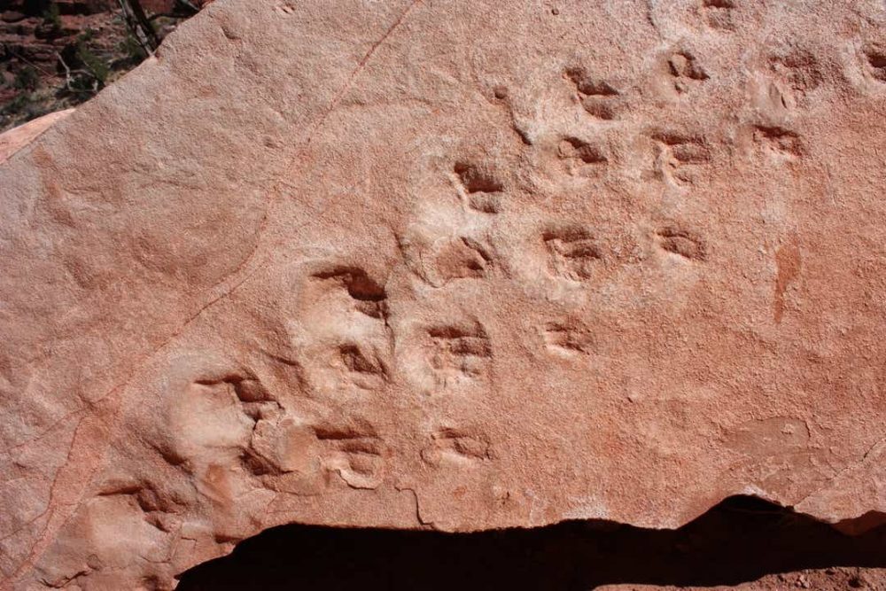 An image of what scientists believe are the oldest fossilized footprints in the Grand Canyon. Image Credit: Steve Rowland.