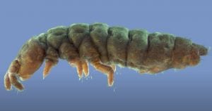 A close-up image of a species of ghost collembola. Image Credit: Brigham Young University / YouTube.