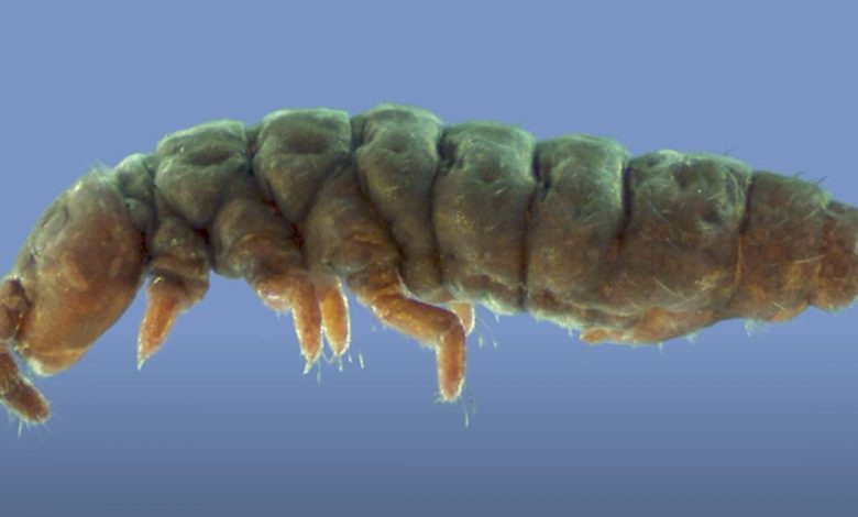 A close-up image of a species of ghost collembola. Image Credit: Brigham Young University / YouTube.