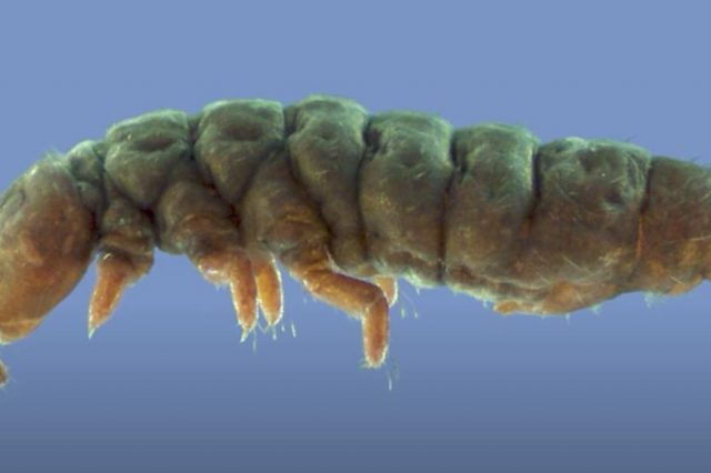 A close-up image of a species of ghost collembola. Image Credit: Brigham Young University / YouTube.