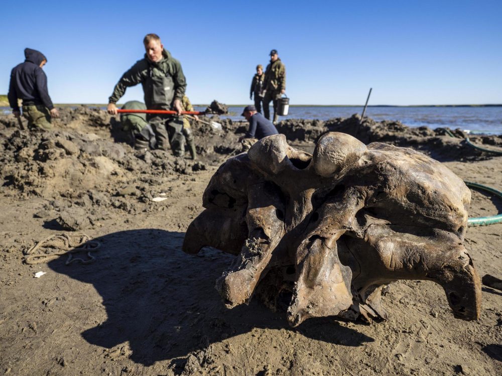 Mammoth bones of the specimen. Image Credit: AP.