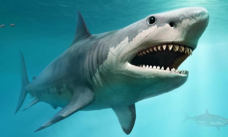 Megalodon Shark