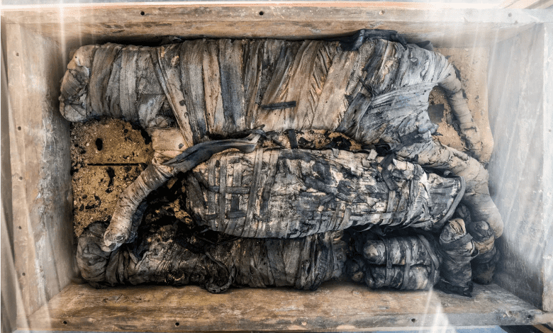 A mummified cat