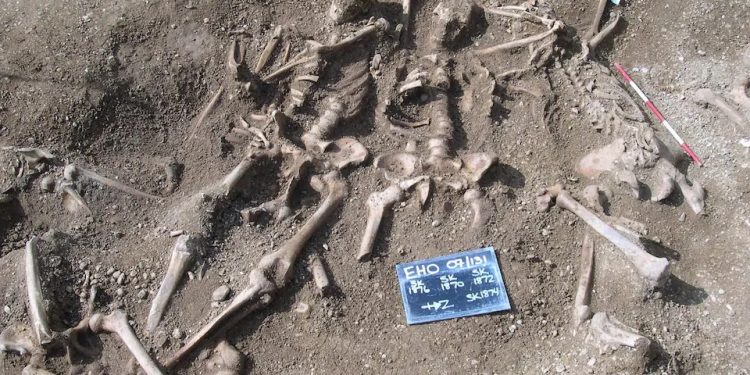 Viking skeletons from a mass grave found in Oxford. These skeletons were part of the DNA study.