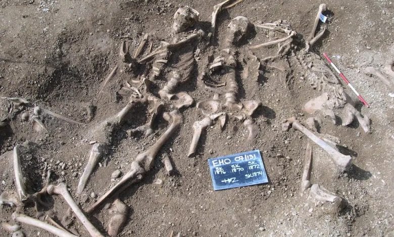 Viking skeletons from a mass grave found in Oxford. These skeletons were part of the DNA study.