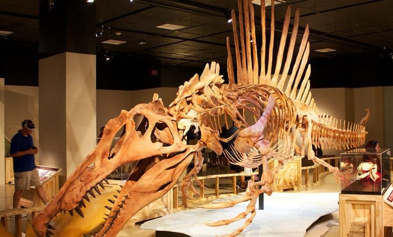 Reconstructed skeleton of Spinosaurus.
