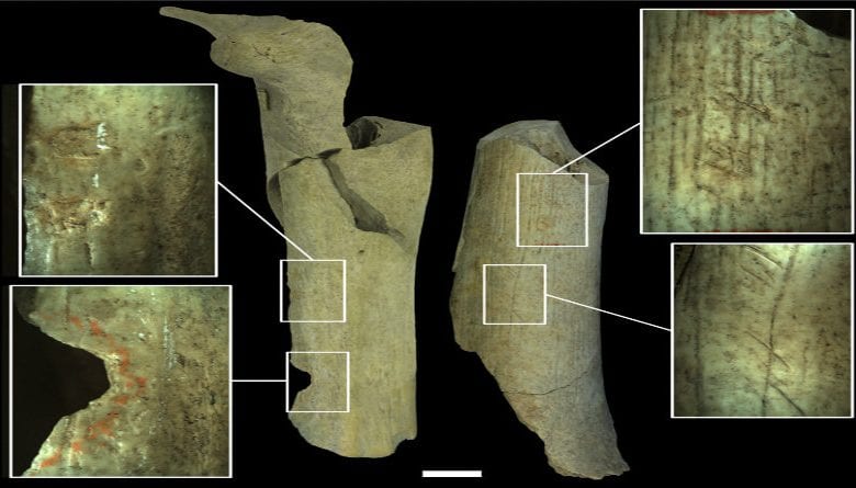 Bones from the Neanderthal archaeological site at Goyet, Belgium show signs of cannibalism. Whether it was due to global warming or not, our ancestors apparently had no food. Credit: Royal Belgian Institute of Natural Sciences