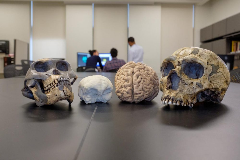 Comparison between the size of the brain of ancient humans and modern humans on the right. Credit: Matt Wood, UChicago