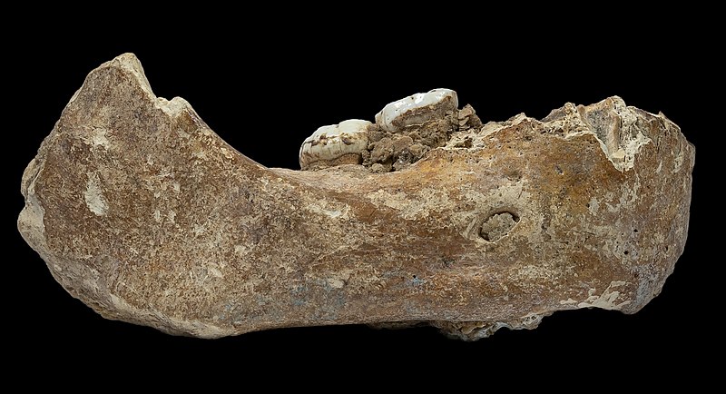 The Xiahe Mandible which remained unclassified for decades. Credit: Dongju Zhang 